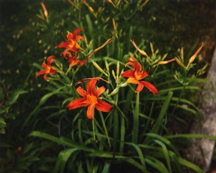 The Daylilies